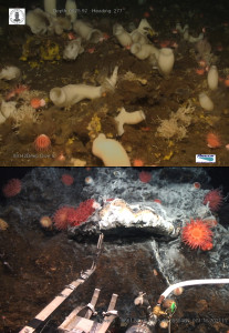 Deep-sea sponges and anemones filmed from remote operated vehicles. Photos from the Centre for Geobiology, University of Bergen, Norway (http://www.uib.no/en/geobio)