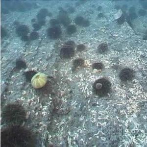 Kelp barrens dominated by urchins. Photo: NIVA (http://www.niva.no)