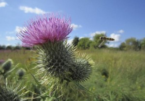 Hoverfly, a pollinator, aproaching a thistle head. Photo: Lawrence Kirkendall http://www.uib.no/en/rg/EECRG/55890/how-far-will-pollinator-go