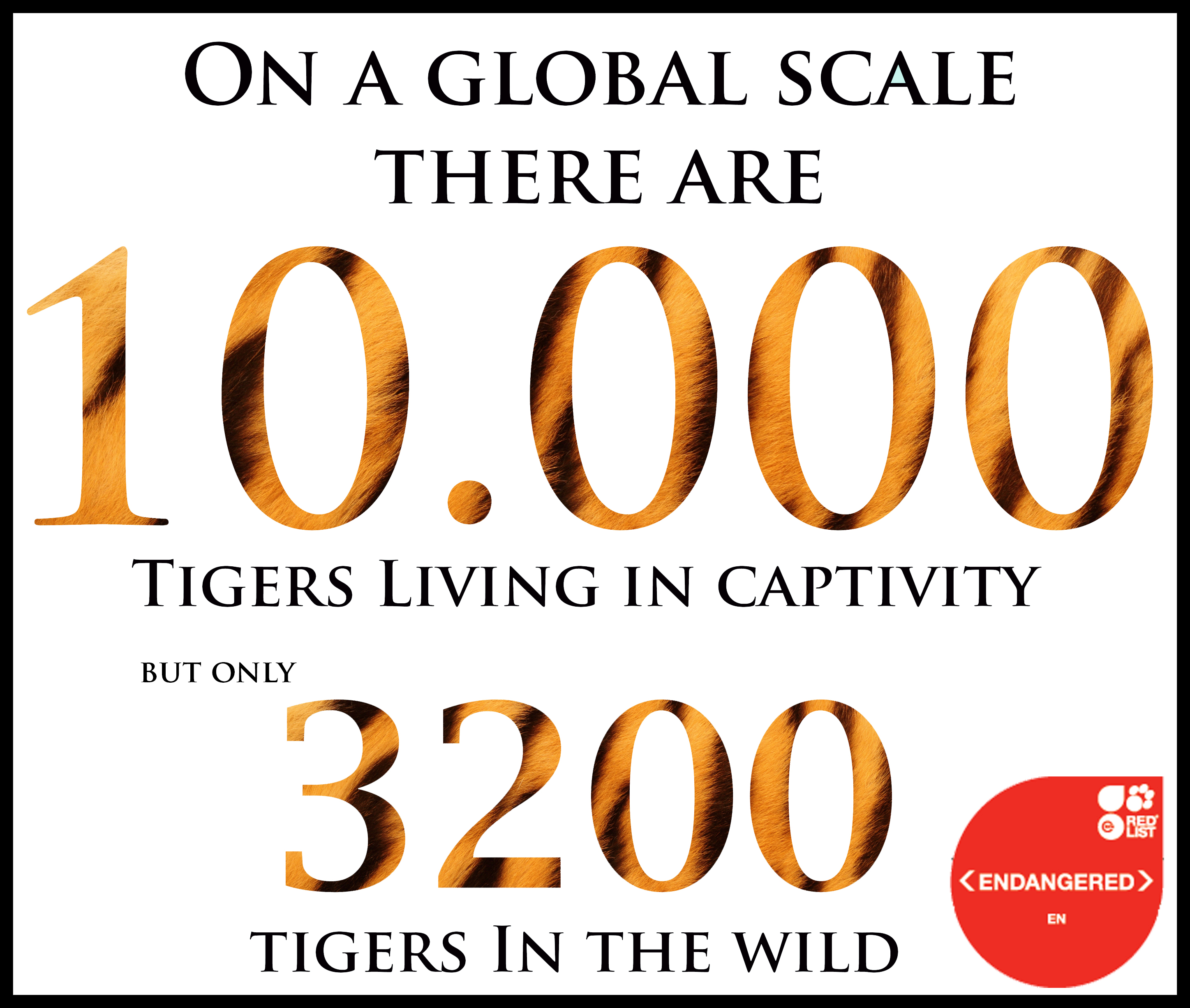 tigers in wild and captivity4